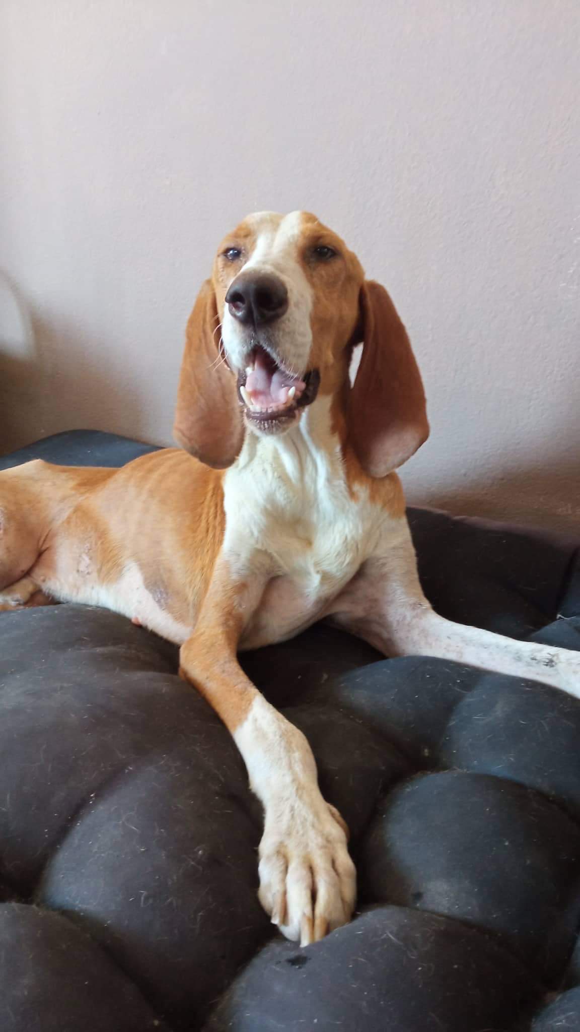 ELVIS
