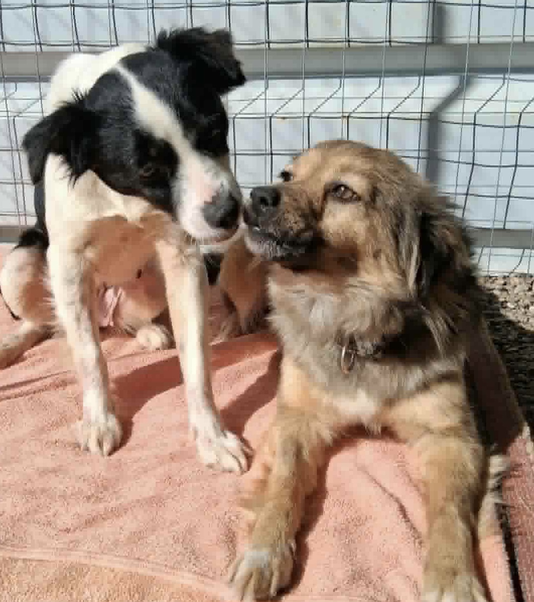 Stella and Athena